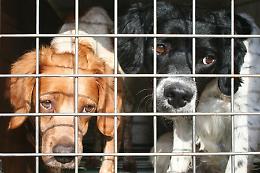 Cane senza occhi adottato
Ama,riamato,chi l’ha preso