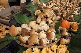 Fiera Nazionale del Fungo Porcino di Albareto (PR). Dal 6 all'8 settembre