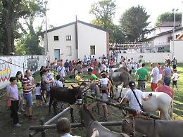 Gli asinelli per la Giornata del Creato