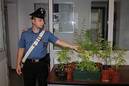 In giardino 42 piante di marijuana