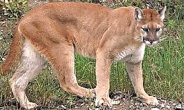 Per il puma incredibile dispiego di uomini e mezzi