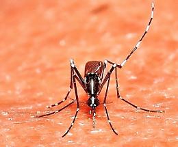 Virus del Nilo, una 75enne in ospedale