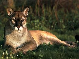 Due fucilate nella notte nella zona del puma