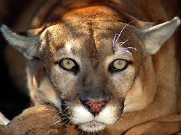 'Fuori strada per evitare il puma'
La testimonianza è credibile