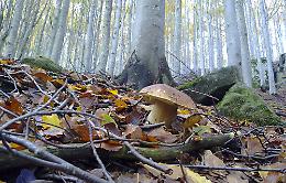 Funghi, preistoria e alta via dei Monti liguri nel weekend