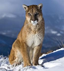 Puma, tre nuovi avvistamenti nella zona di Annicco