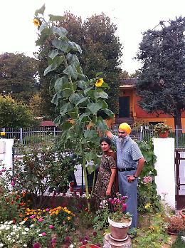 Girasole record, più di 4 metri e due fiori