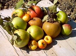 Piante, fiori e frutti dimenticati al Castello di Paderna (PC)
