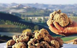 Andar per tartufi ... tra le crete senesi