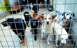 "I cani non si muovono da lì"
Il sindaco si oppone all'Enpa