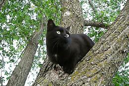 Salvato Midì, il gatto che non riusciva a scendere dall'albero