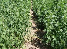 Serra di marijuana in casa, 68enne cremonese arrestata a Fregene