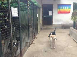 Canile, Enpa gela i sindaci
"Niente proroghe, si chiude"
