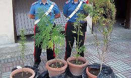 Quattro vasi di marijuana in casa: "Non è coltivazione"