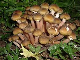 Sagra del fungo chiodino a Dello (BS) dal 25 al ottobre