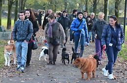 Dogs for Cats, i cani aiutano gli amici felini