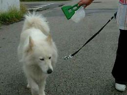 Casalmaggiore, da multare i cattivi padroni di cani