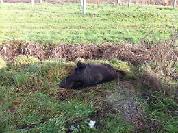 Cinghiale investito e ucciso