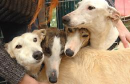 Pet levrieri, per salvare i cani da corsa destinati allo sterminio