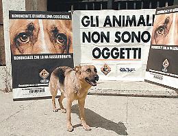 Il sesso a tre con il cane impazza sul web
