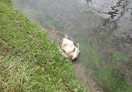 Due carcasse di vitelli gettate nel Naviglio Pallavicino