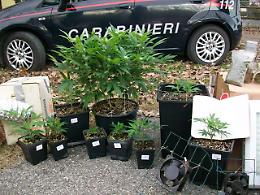 Coltivava marijuana in casa, denunciato un 33enne