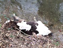 Altre carcasse di vitelli recuperate nel naviglio