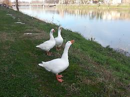 Le oche lungo le rive dell'Adda a Pizzighettone