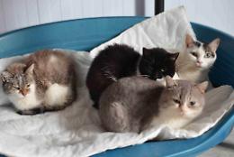 'La Cuccia e il Nido', settanta mici ospiti del nuovo gattile