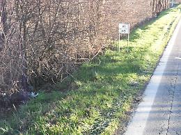 Scontro con un cinghiale sulla provinciale Asolana