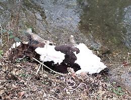 Così come c’è l’omicidio esiste anche l’animalicidio