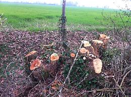 Taglio selvaggio invece di una potatura: roveri e querce rase al suolo