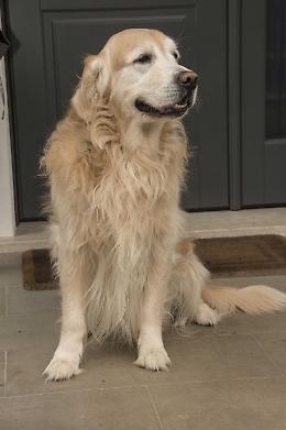 Dasti torna a casa, ritrovato il golden retriver del cardiologo Inama
