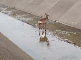Le immagini del capriolo intrappolato nel canale Dugali a Gerre