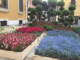 Coronavirus: sì a vendita al dettaglio di semi, piante e fiori