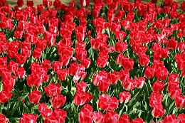 Sigurtà: i fiori che incantano. Programma fitto al parco-giardino