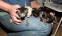 Il canile sarà più piccolo
'Niente posti per i gatti'