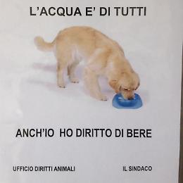 L'acqua per i cani e i gatti