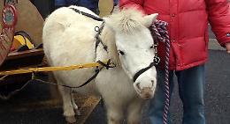 Addio a Fiorellina, pony dei Pantelù