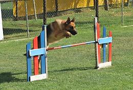 Cani in gara al parco Asia di Cremona