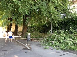 Violento temporale, alberi sradicati e rami per strada