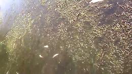 La moria di pesci nel fiume Serio in corrispondenza del ponte sulla cascata della palata Babbiona