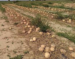 Gli agricoltori di Cogozzo: ci sentiamo abbandonati