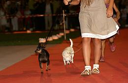 Le immagini della sfilata dei cani di Gussola