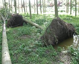 Ecatombe di alberi, via una ventina di pioppi 