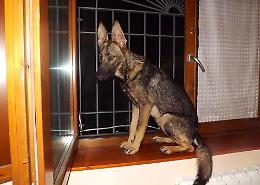 Cane ucciso a badilate