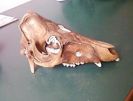 Reperti preistorici consegnati al Museo Paleontologico