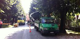Alberi malati e pericolosi, intervento per la sicurezza