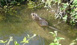 Nutrie, Comune condannato: ricorso vinto dagli animalisti