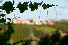 Grande rassegna del vino piacentino con il Valtidone Wine Fest 